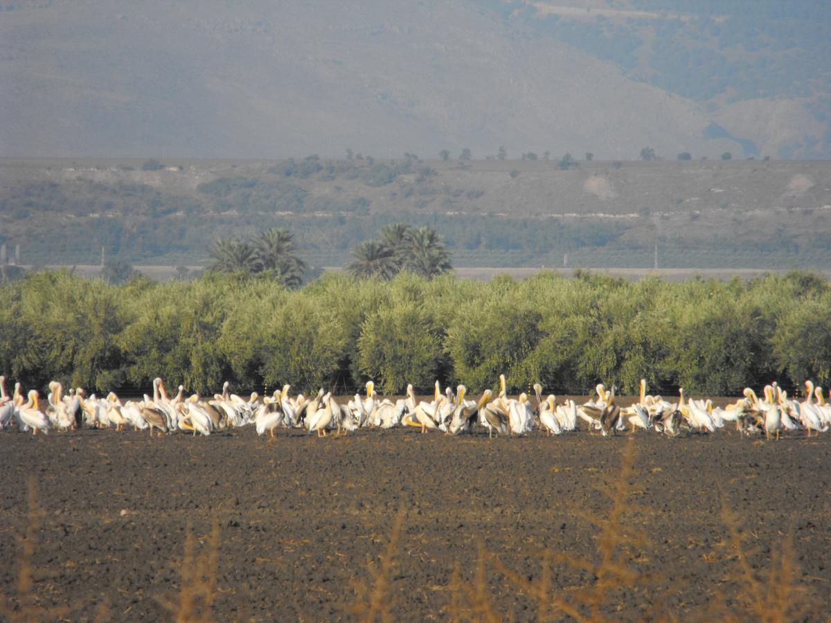 Jordan Valley Birding Lodge Kefar Ruppin Exterior foto