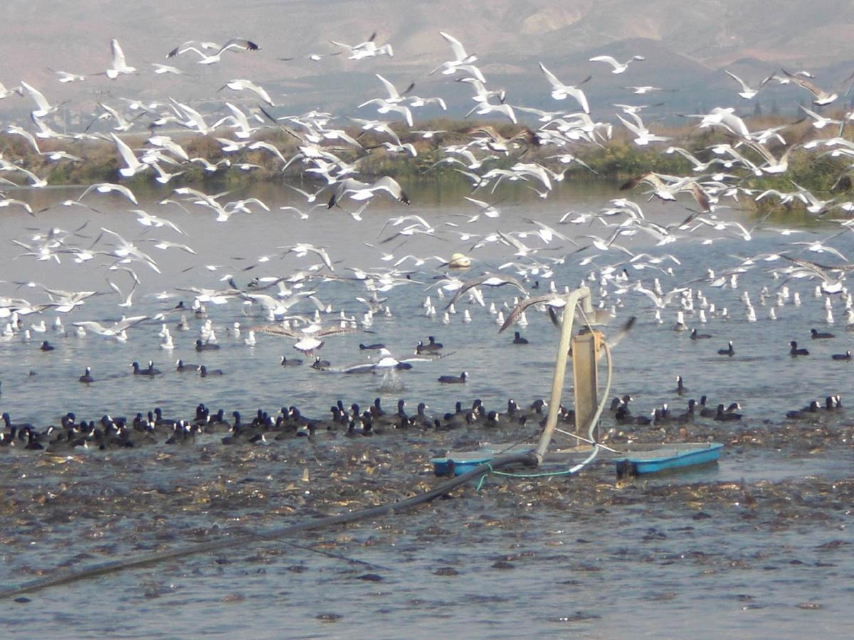 Jordan Valley Birding Lodge Kefar Ruppin Exterior foto